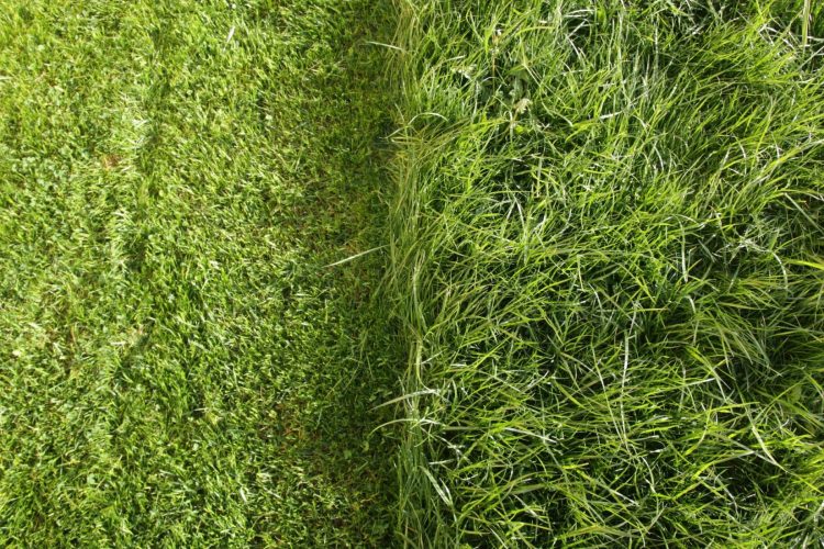 Lawn in two